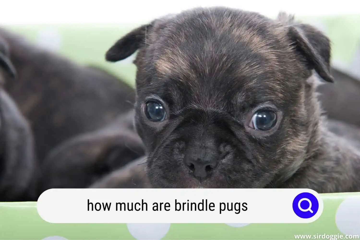 how much are brindle pugs