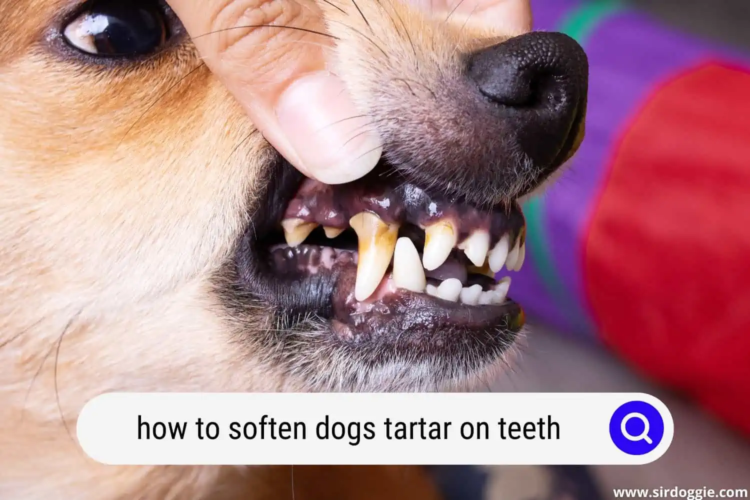 how to soften dogs tartar on teeth