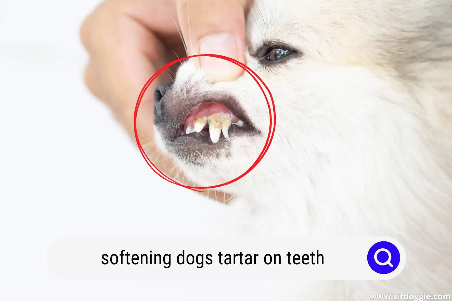 softening dogs tartar on teeth