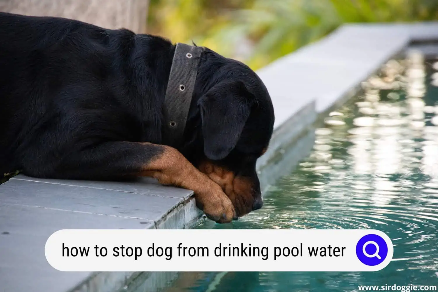 how to stop dog from drinking pool water