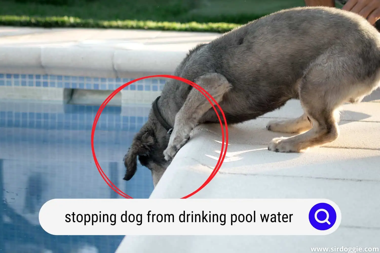 stopping dog from drinking pool water