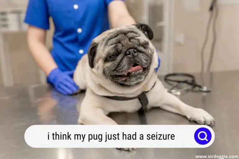 I Think My Pug Just Had A Seizure: 7 Scary Symptoms and Helpful Steps To Take When That Happens