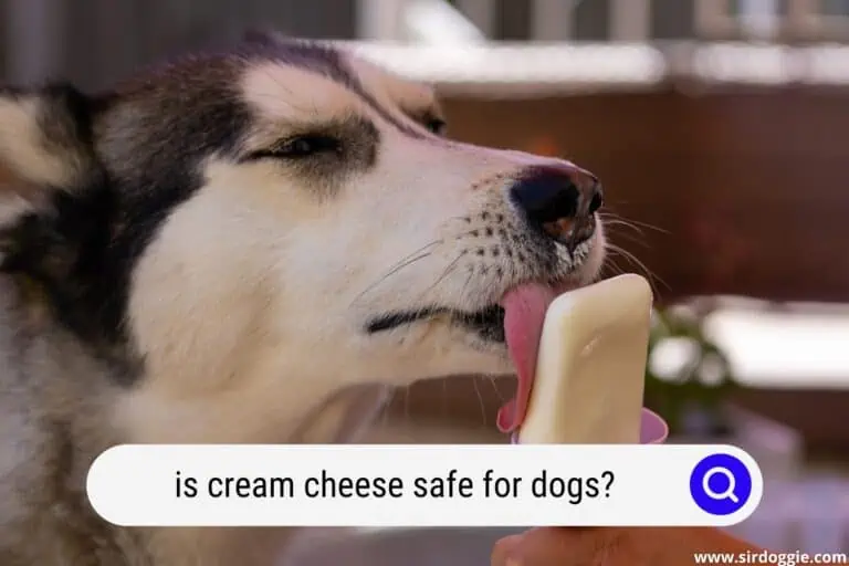 Is Cream Cheese Safe For Dogs? Learn About Its 5 Great Benefits And 3 Drawbacks It Has