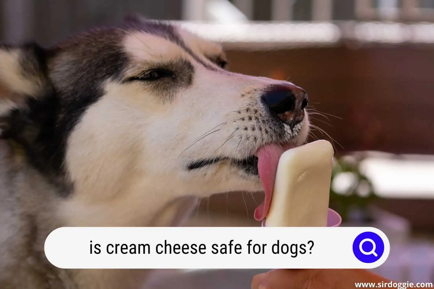 is cream cheese safe for dogs