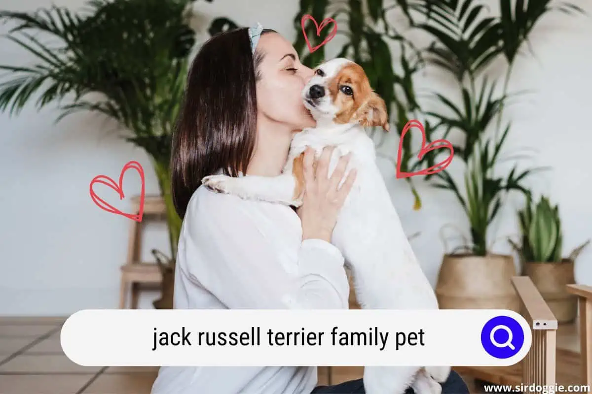 Woman kissing her Jack Russell Terrier pet on cheek