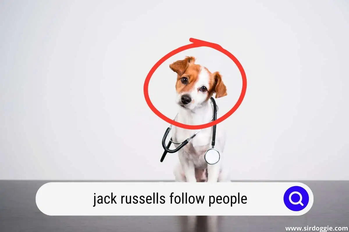 my jack russell follows me