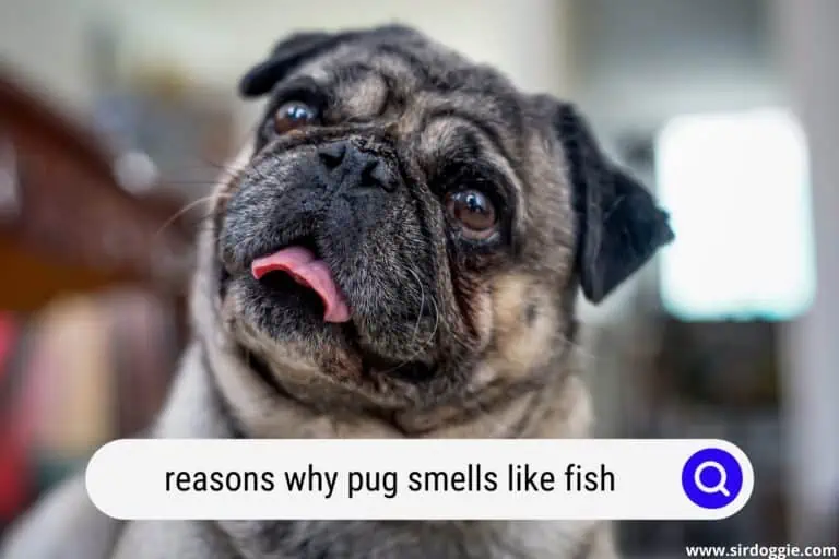 Pug Smells Like Fish: Discover The Unpleasant 4 Reasons Behind The Odor And How To Take Care Of It