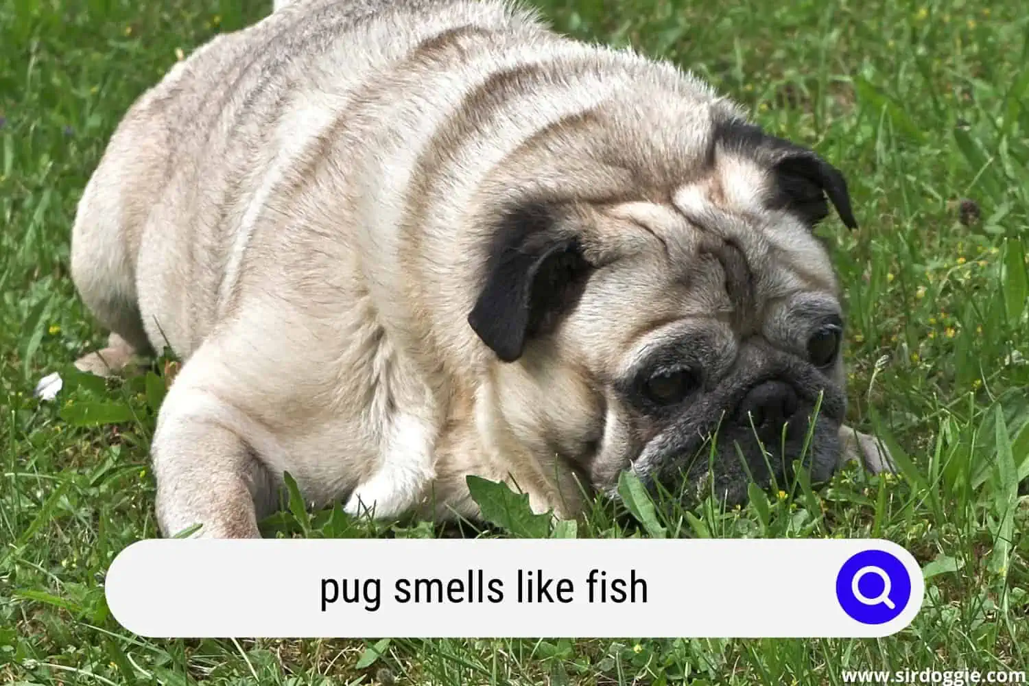 pug smells like fish