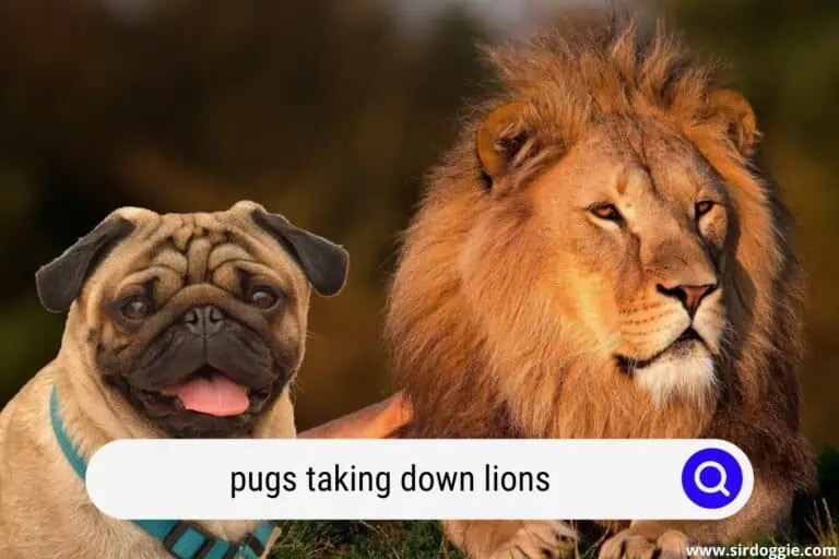 Pugs Taking Down Lions: Learn About Their Lost Hunting Skills And 4 Important Roles Pugs Have Now