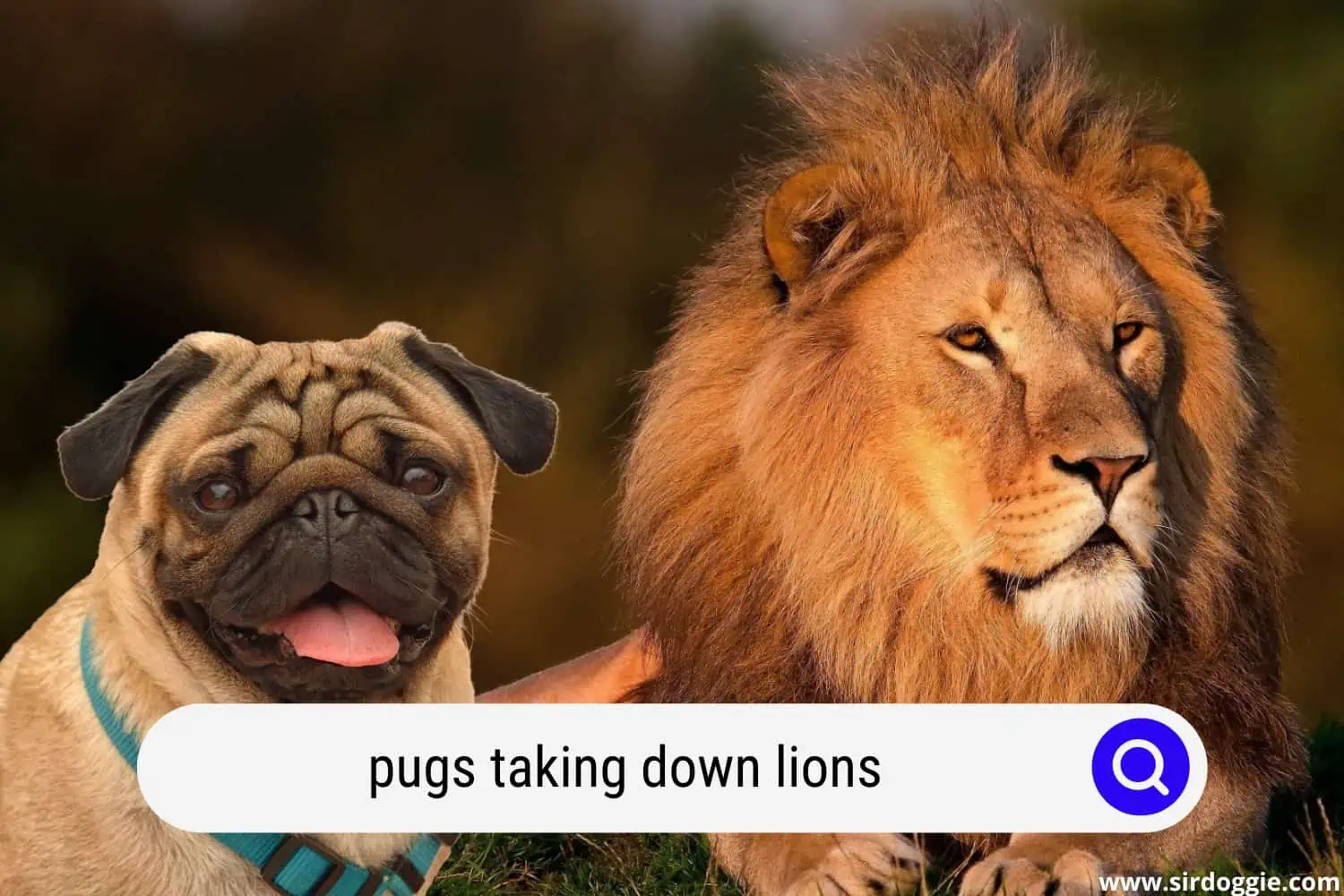 pugs taking down lions