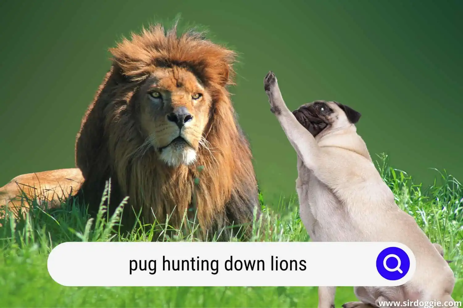 pugs taking down lions