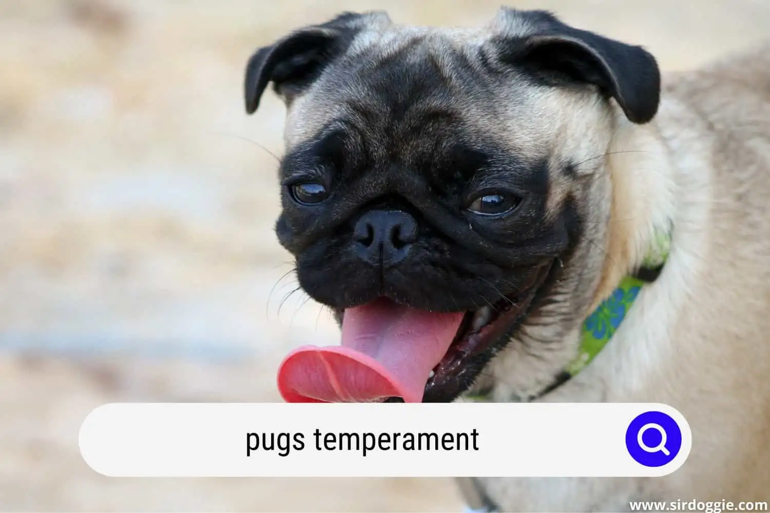 pugs temperament
