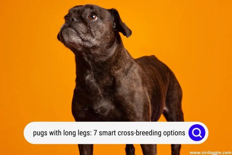 Pugs With Long Legs: 7 Smart Cross-Breeding Options For A Much Healthier Pup