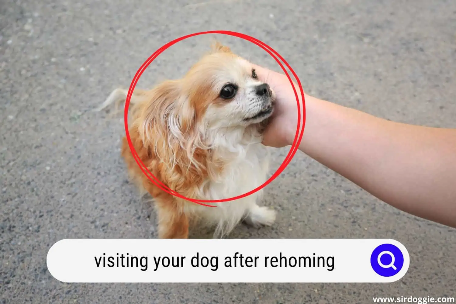visiting your dog after rehoming