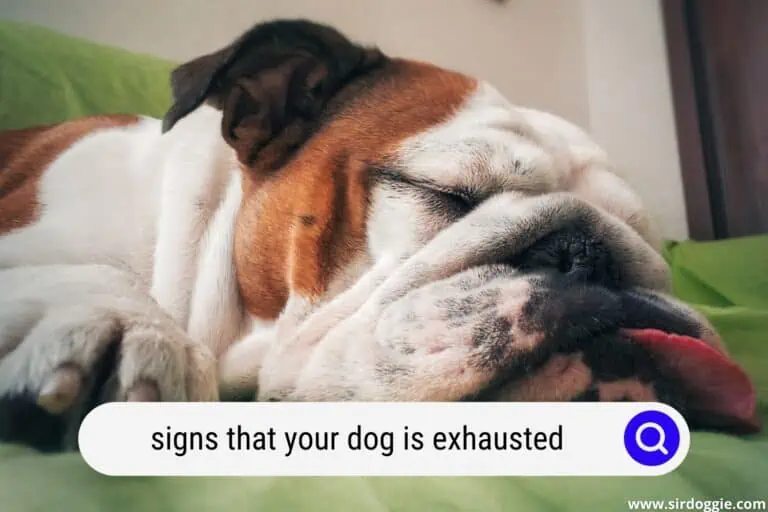 Signs Your Dog Is Exhausted | What’s Causing it and What You Can Do