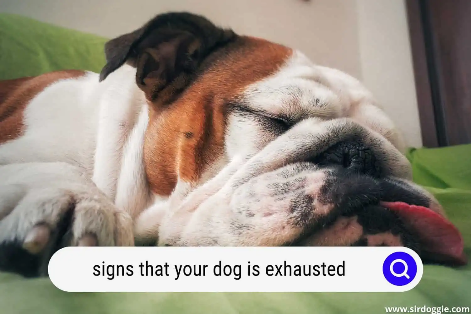 signs dog is exhausted