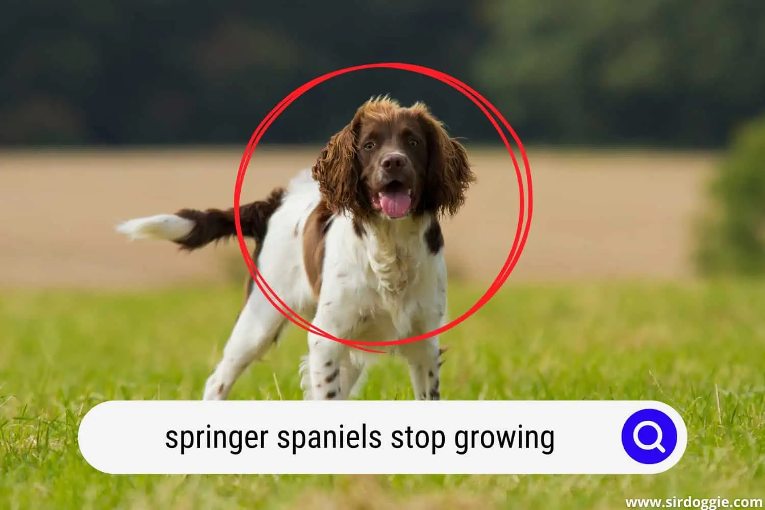 springer spaniels stop growing