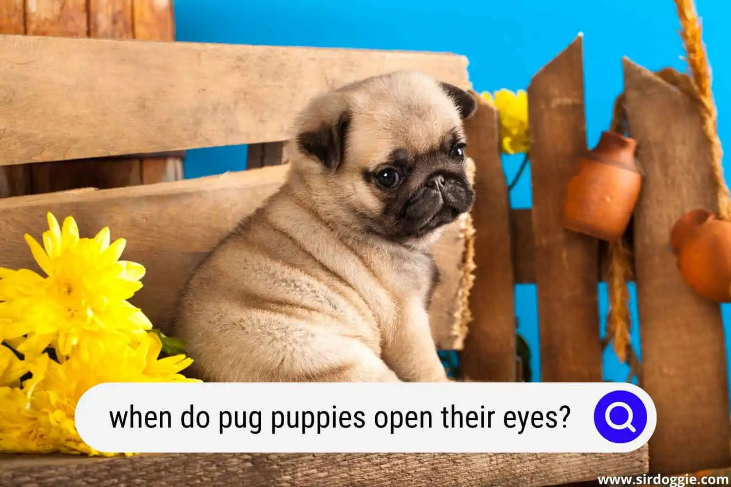 when do pug puppies open their eyes