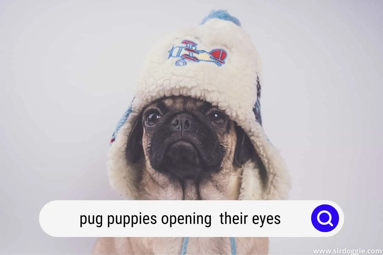 pug puppies opening their eyes