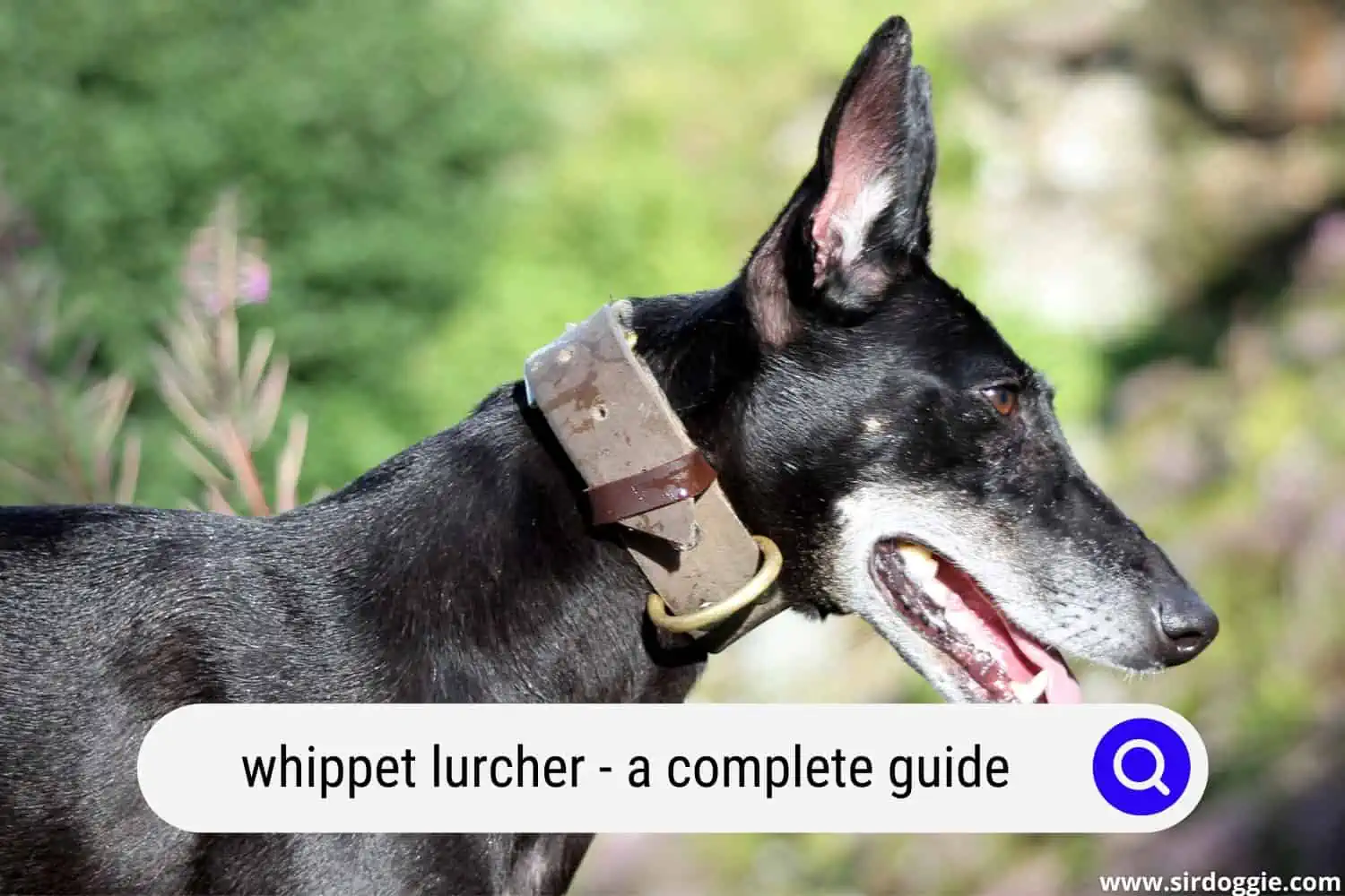 whippet lurcher guide