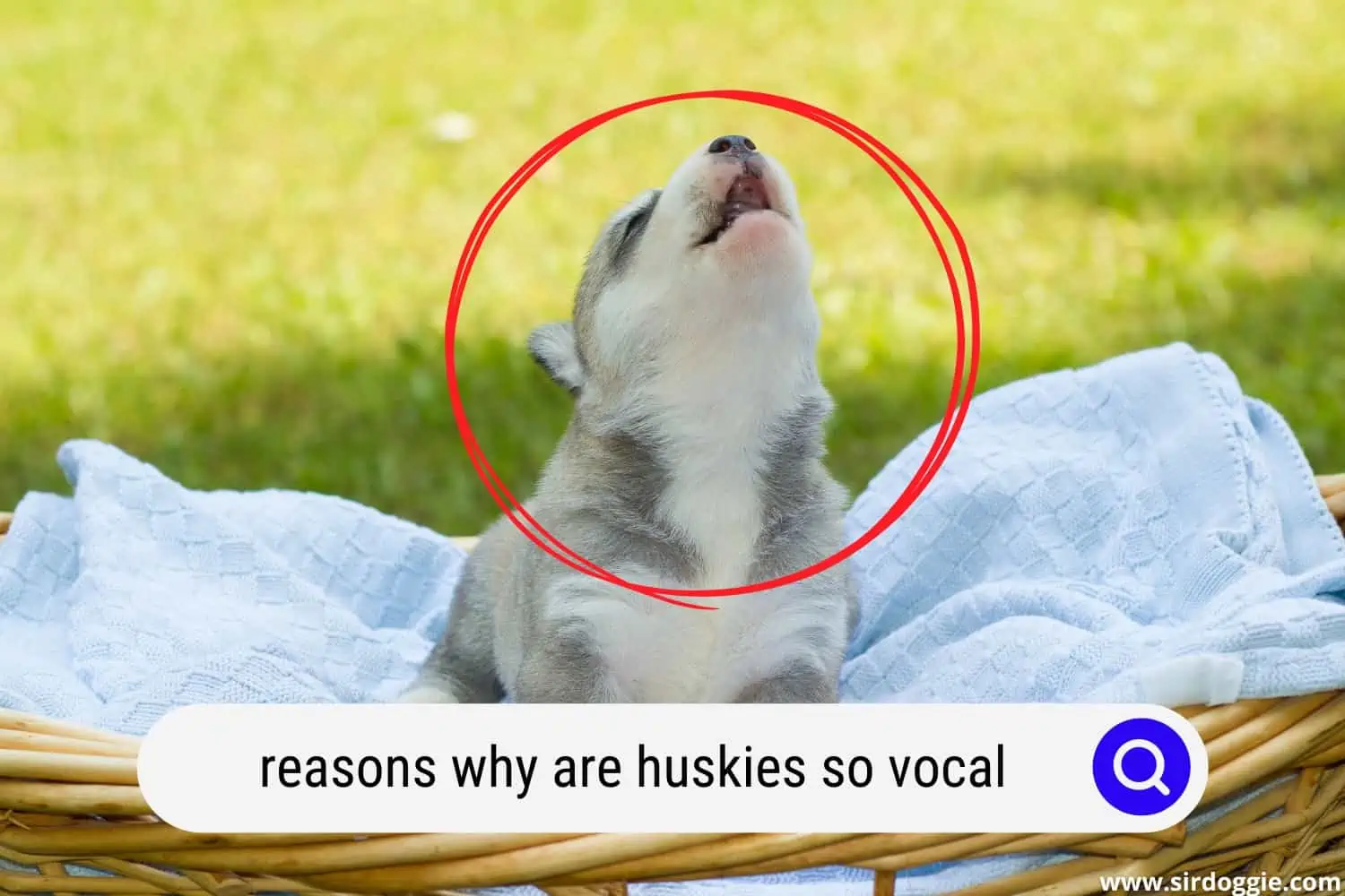 why are huskies so vocal