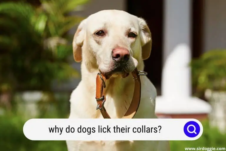 Why Do Dogs Lick their Collars? [5 reasons]