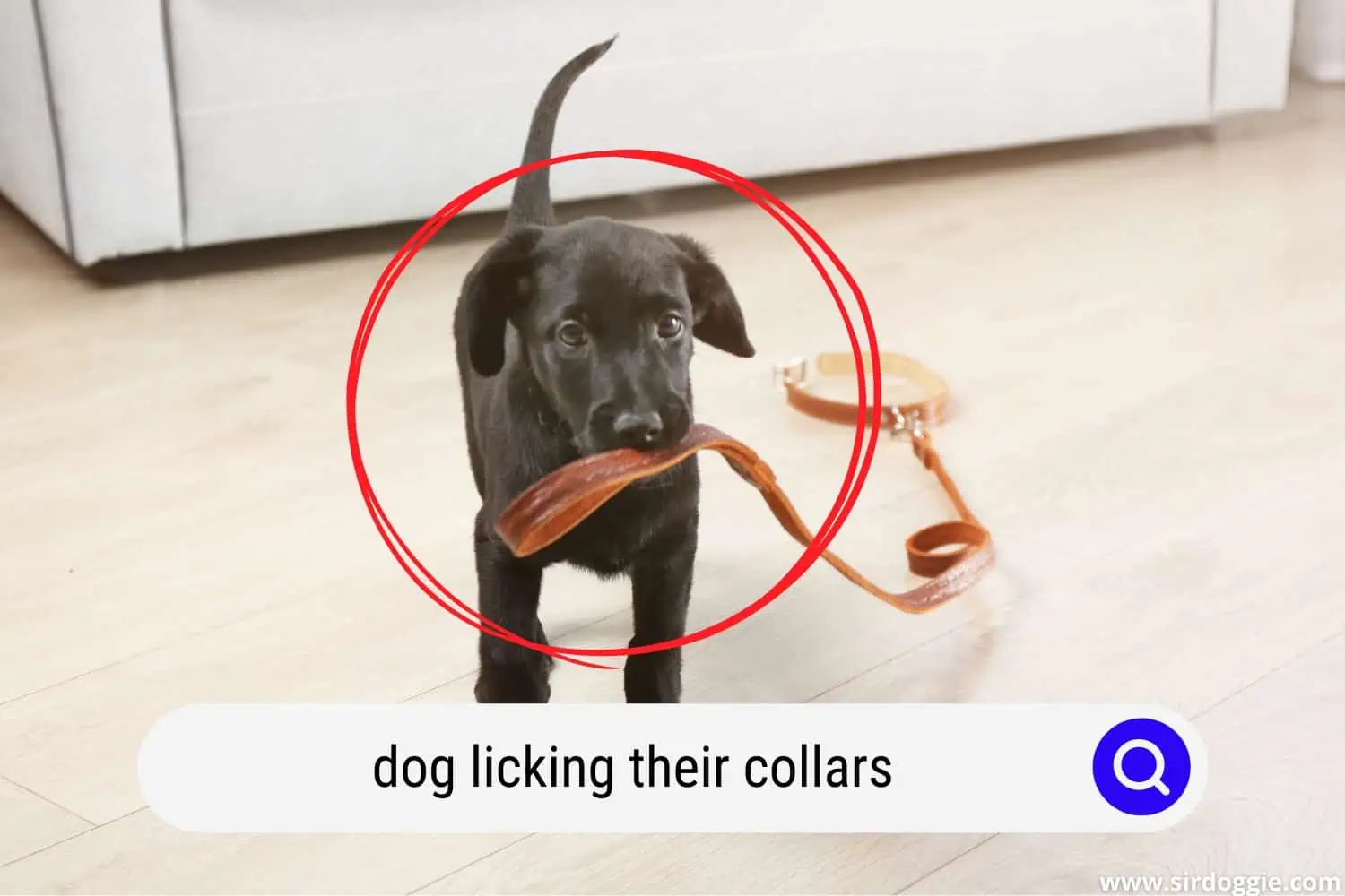 dog licking their collars