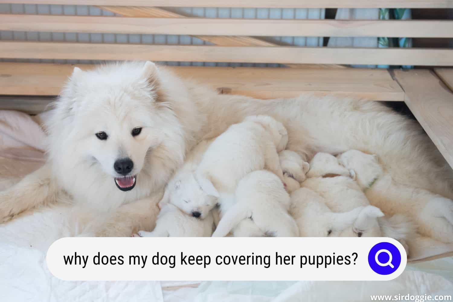 9 Reasons Why Your Dog Keeps Covering Her Puppies