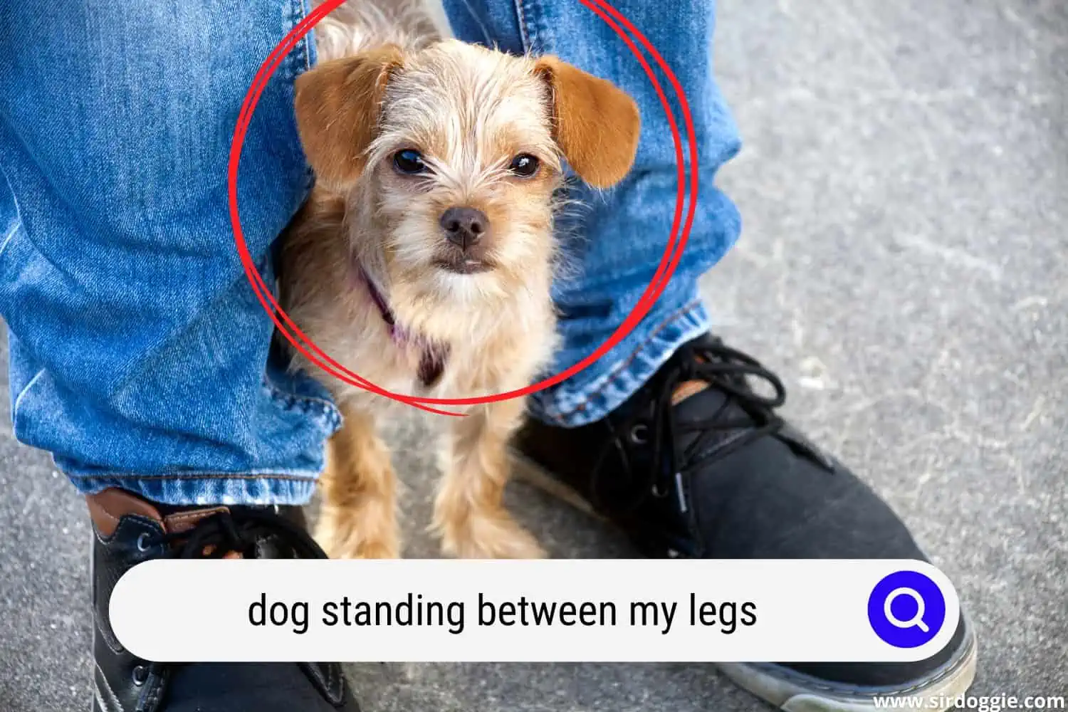 dog standing between my legs