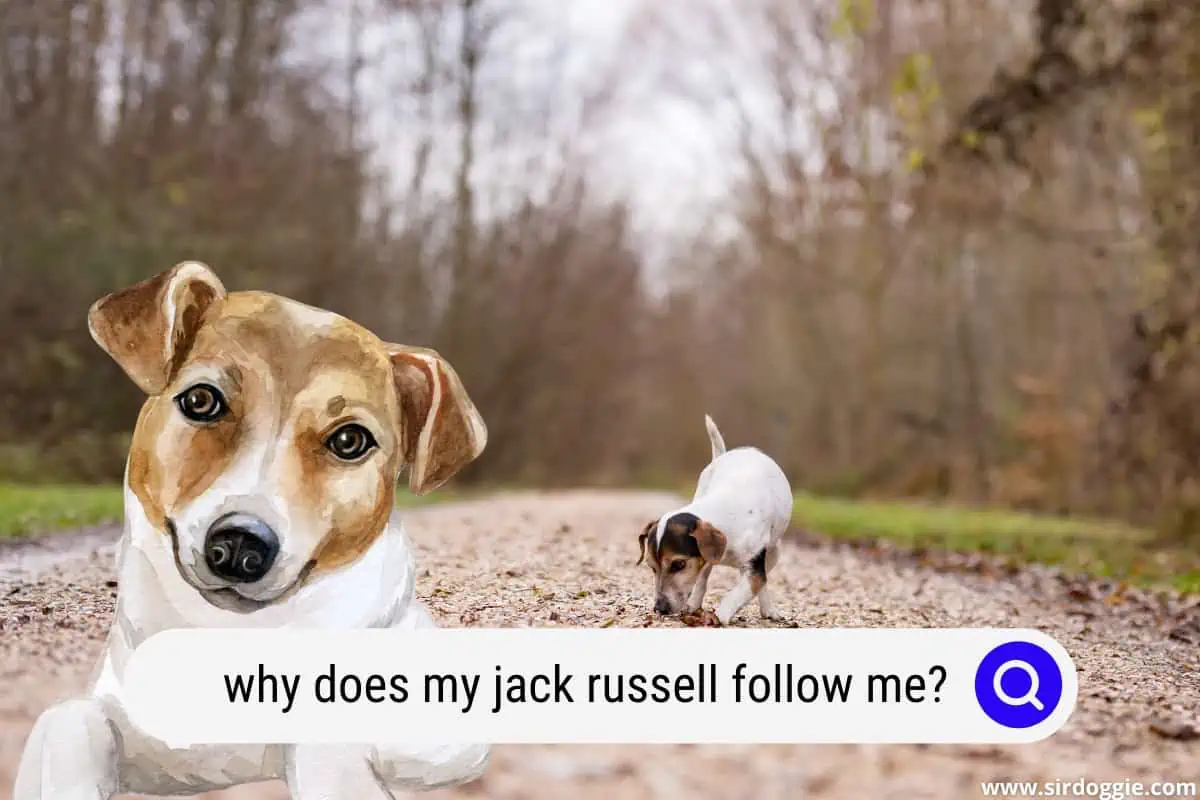 Why does my Jack Russell follow me?