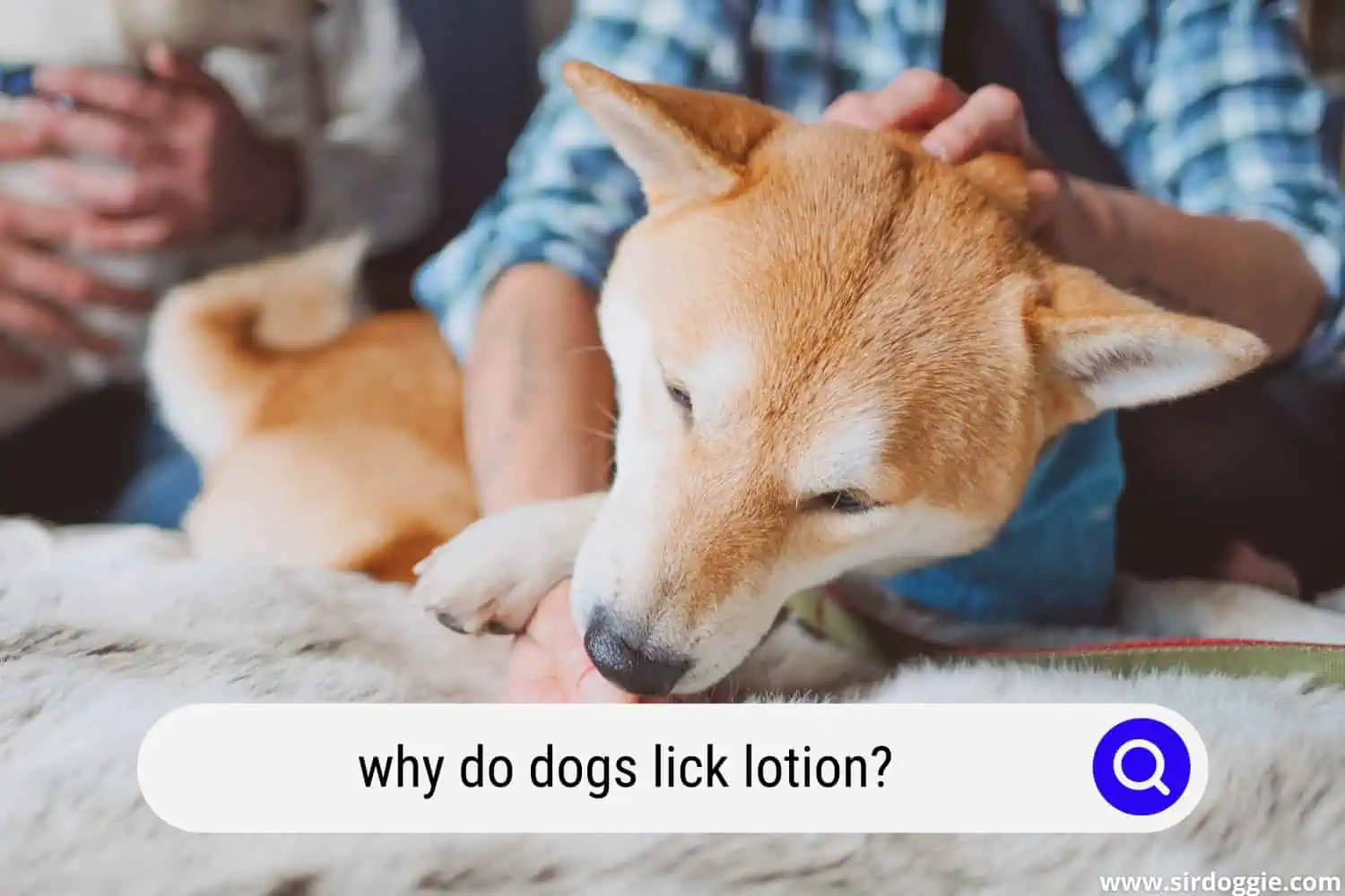 why dog licks lotion