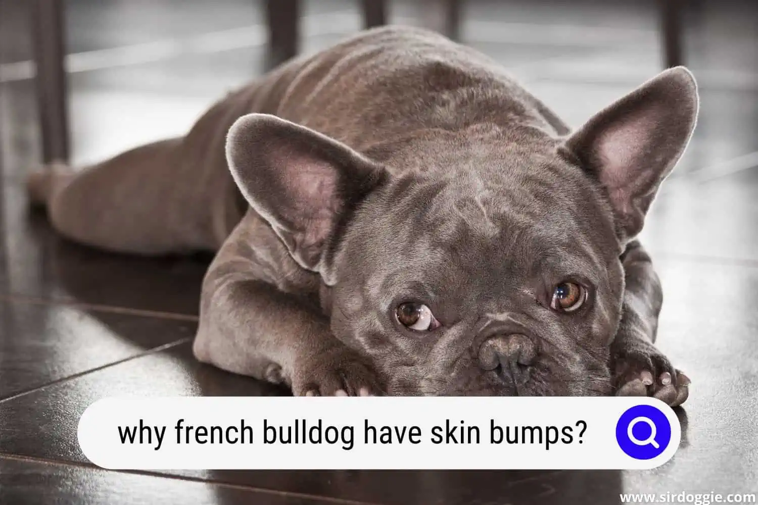 why french bulldog have skin bumps