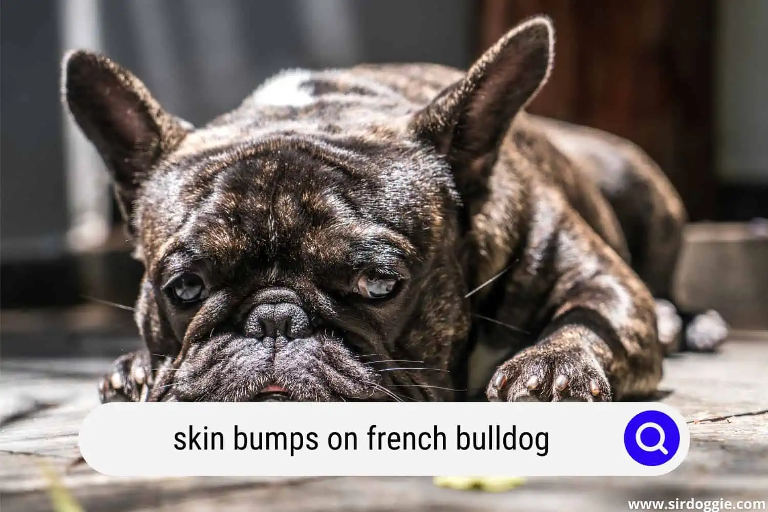 skin bumps on french bulldog