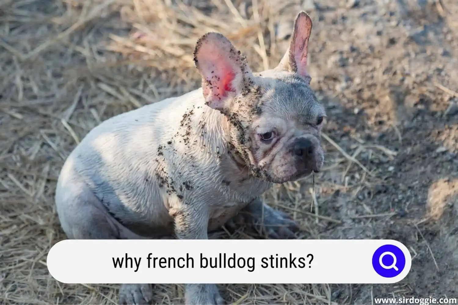 why french bulldog stinks