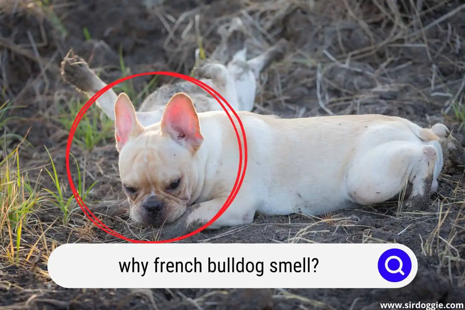 why french bulldog smell