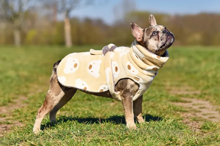 Best Coats for French Bulldogs