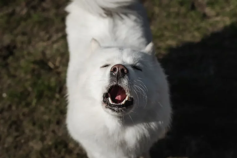 Do Samoyeds Bark a Lot? [FIND OUT!]