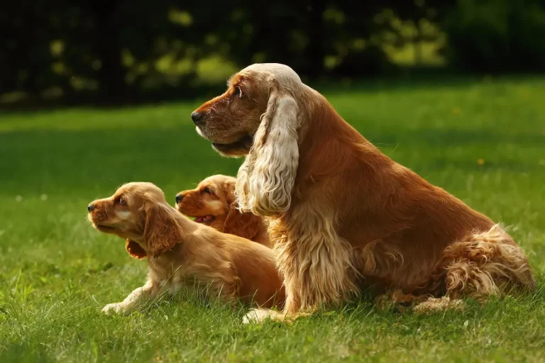 How Many Puppies Can a Cocker Spaniel Have? [FIND OUT!]