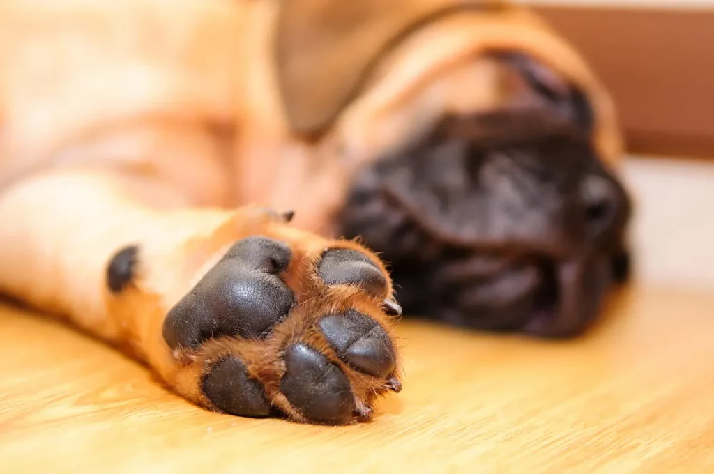 close up of dog toes on dog paw