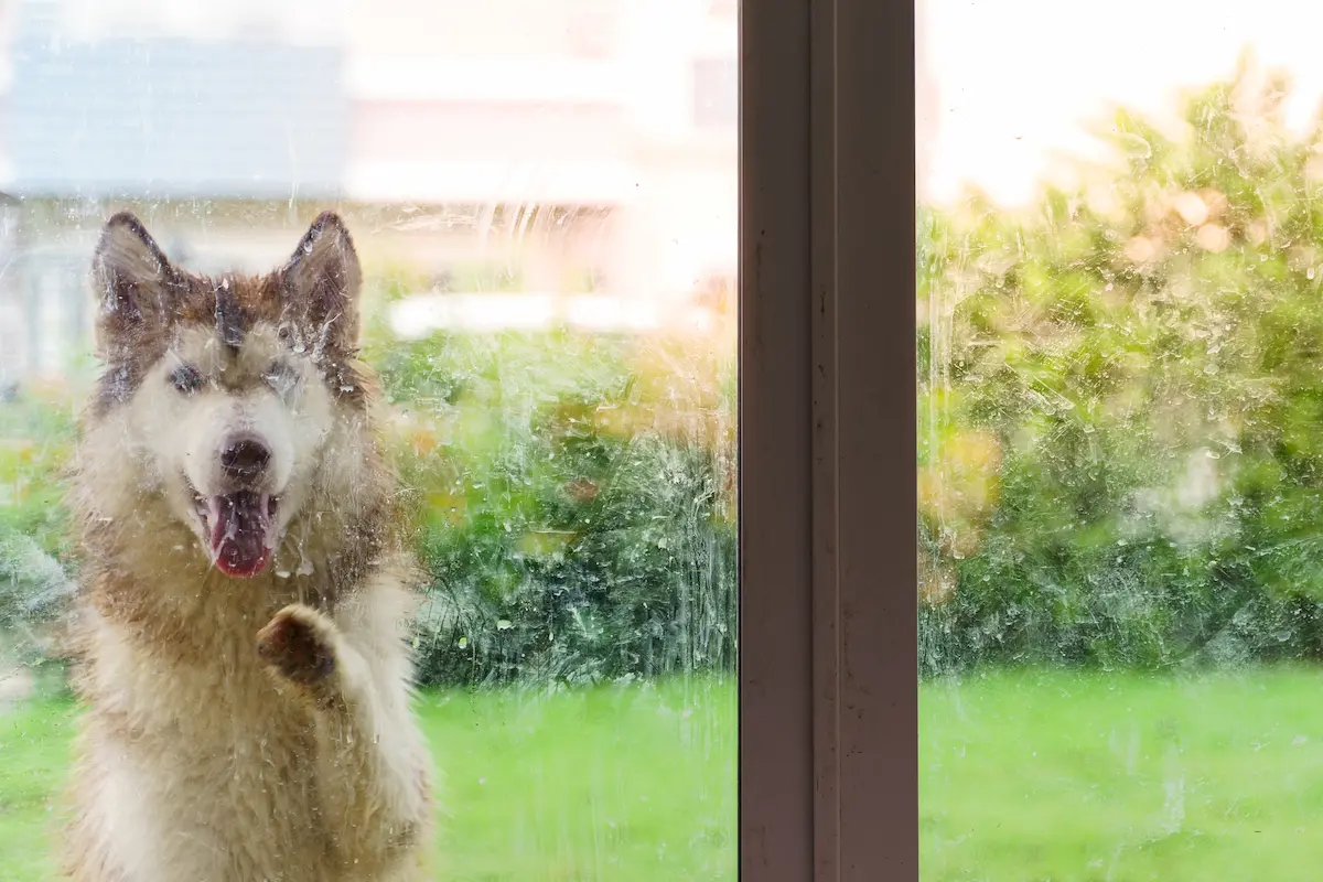 dog with paw on glass door wanting to come in