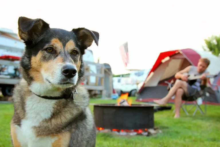 12 Tips For Camping With an Anxious Dog