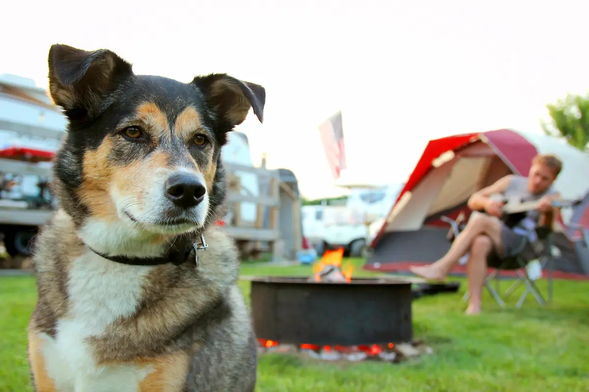 anxious dog camping