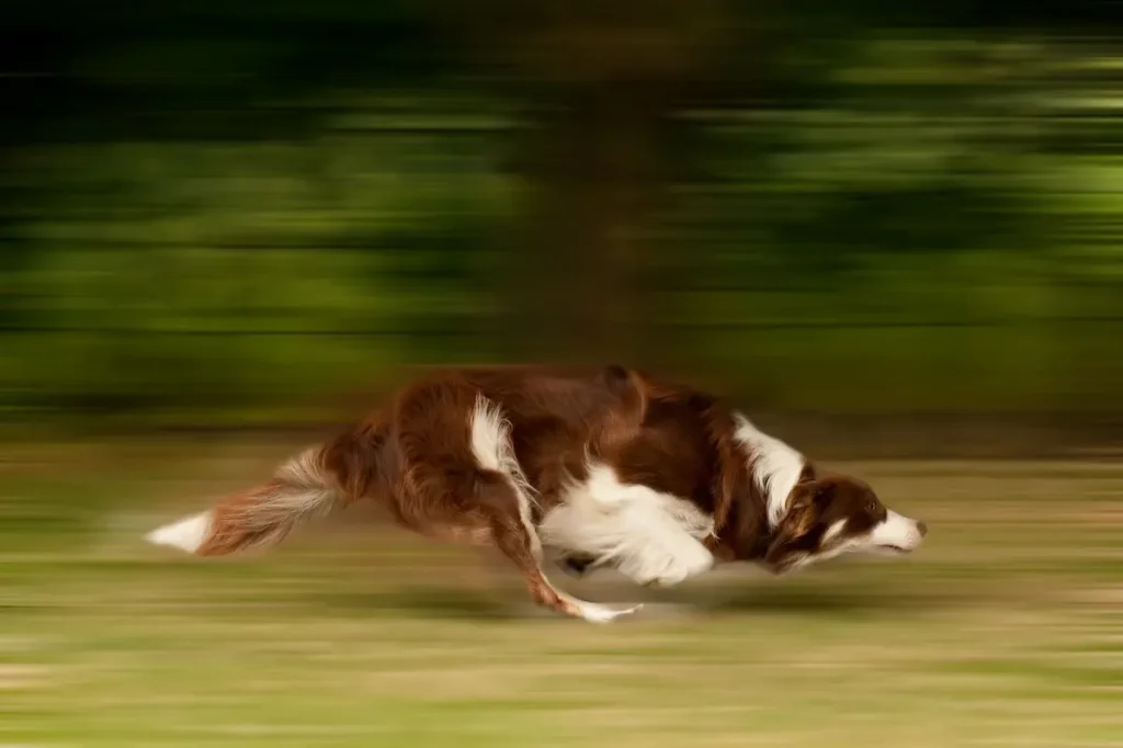 dog running away with blurry background