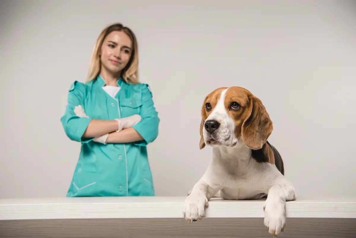 female veterinarian standing behind pregnant beagle
