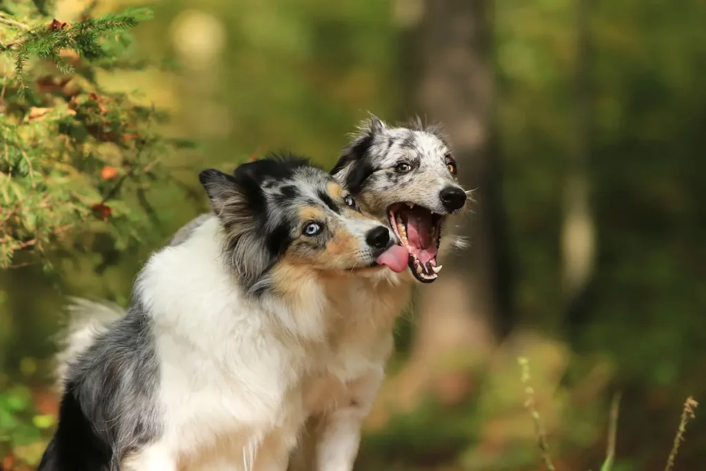 dogs licking each other's teeth