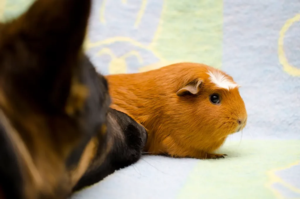 dog looking at guinea pig getting ready to lick them
