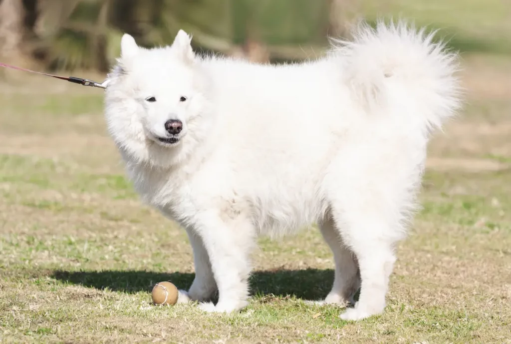 samoyed dog with curly tail standing on grass in sunshine