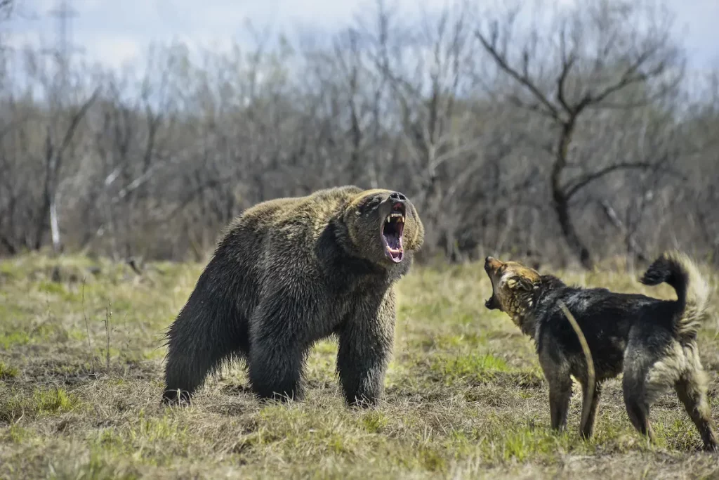 Dog standing in front of large bear barking