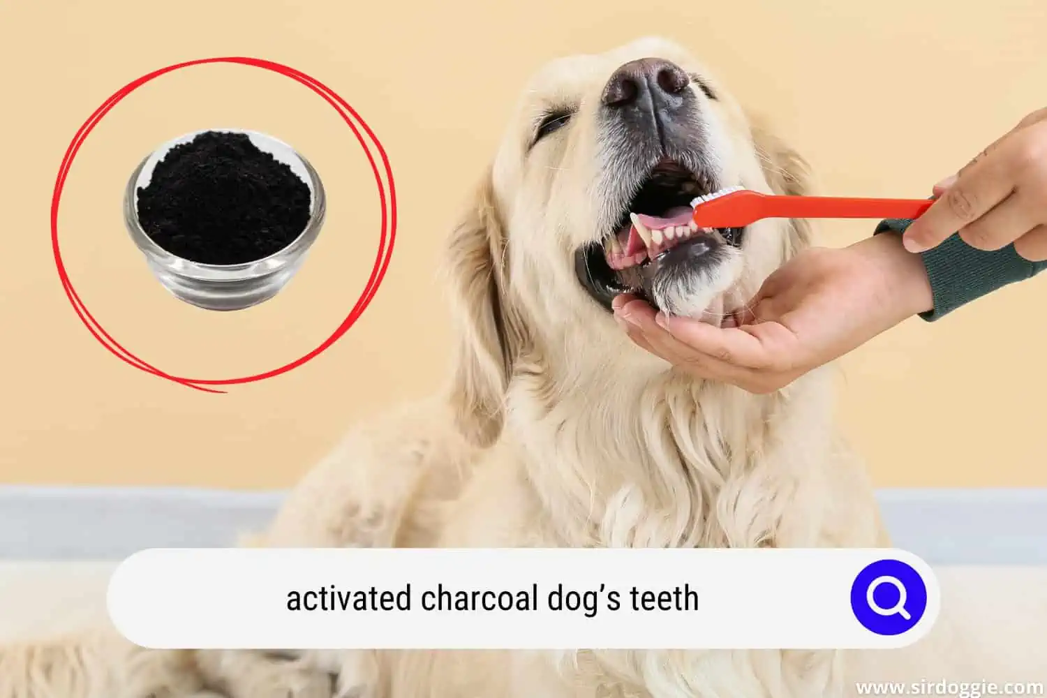 activated charcoal dogs teeth