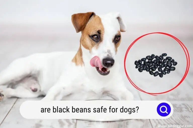 Are Black Beans Safe For Dogs?